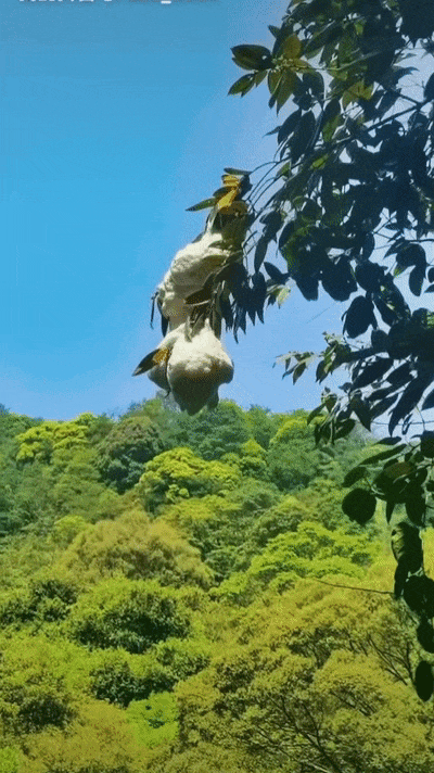 神奇！福州树上惊现“泡沫棉花糖”！真相竟是蛙卵