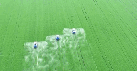 冬小麦倒伏、苹果花期冻害怎样预防和补救？专家支招