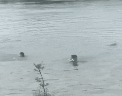 两小孩河边玩耍不慎落水，一青年跟着跳水却深陷险境，露营市民纵身一跃....