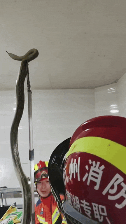 杭州女子开门吓傻眼：盘踞着2条大蛇！消防一看有3条，条条都有1米长，足足5.5斤