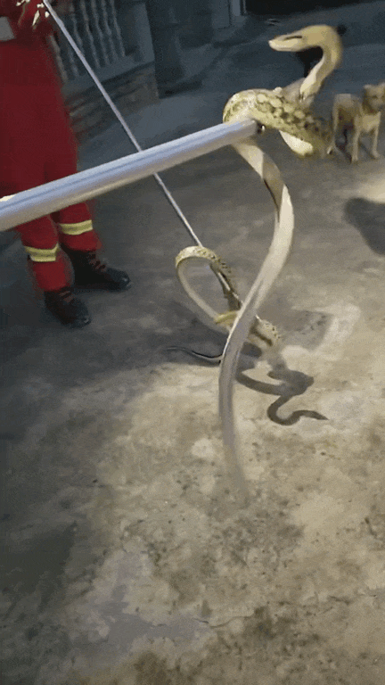 杭州女子开门吓傻眼：盘踞着2条大蛇！消防一看有3条，条条都有1米长，足足5.5斤