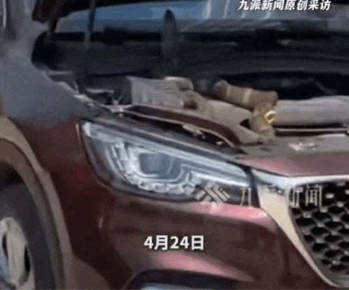 太惊悚! 小轿车内惊现巨型眼镜王蛇, 体长近3米, 6斤重! 蛇到处乱窜, 最终…