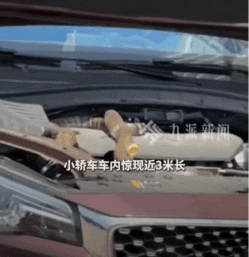 太惊悚! 小轿车内惊现巨型眼镜王蛇, 体长近3米, 6斤重! 蛇到处乱窜, 最终…