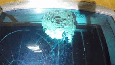 家中书房频繁出现“不速之客”，消防员清理结果太惊人