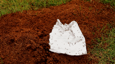 看到这种小土包，千万别碰：严重可致命！浙江也有，发现立即上报