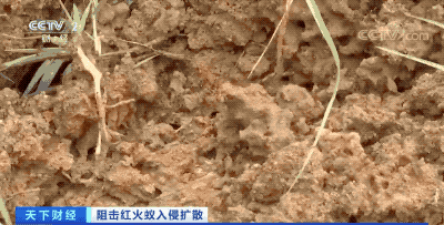 密密麻麻！最近路边大量出现！深圳疾控紧急提醒：立即远离！