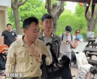 上海蜘蛛猴与饲养员互薅头发走红,被网友评为“2026最佳CP” 上海蜘蛛猴与饲养员互薅头发走红,被网友评为“2026最佳CP”