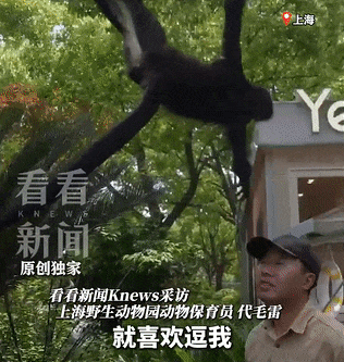 上海蜘蛛猴与饲养员互薅头发走红,被网友评为“2026最佳CP” 上海蜘蛛猴与饲养员互薅头发走红,被网友评为“2026最佳CP”
