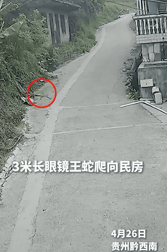 毒蛇咬伤,三天三夜急救!这些应对常识要知道 毒蛇咬伤,三天三夜急救!这些应对常识要知道