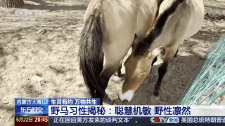 普氏野马“返乡”见成效 大青山野外野生种群持续恢复 普氏野马“返乡”见成效 大青山野外野生种群持续恢复