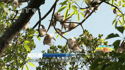 关窗!关窗!厦门街头大量出现,这些人群千万远离!网友:不要过来啊 关窗!关窗!厦门街头大量出现,这些人群千万远离!网友:不要过来啊