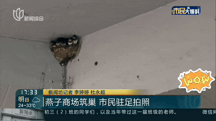 上海一商场惊现久违的小动物！众人抬头围观：像城市的一个逗号！