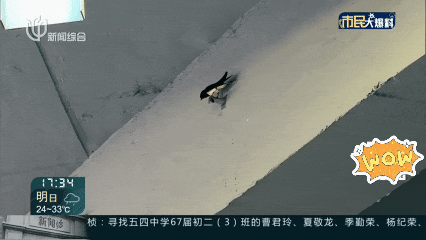 上海一商场惊现久违的小动物！众人抬头围观：像城市的一个逗号！