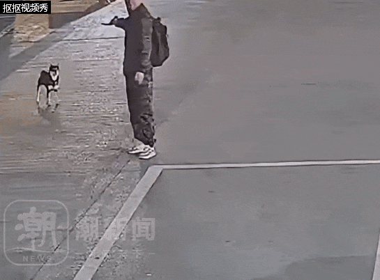 柴犬凌晨等主人下班，被男子用弩射中掳走！警方消息