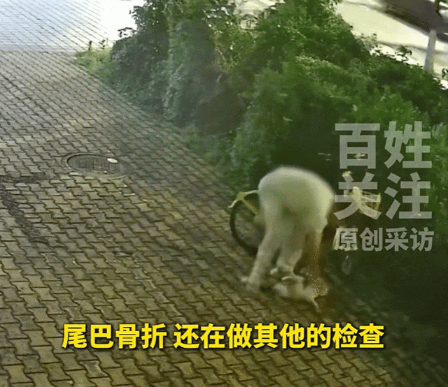 猛踩猫尾,一男子当街对猫施伤害行为被拍下!成都公安:当事人已悔过并致歉! 猛踩猫尾,一男子当街对猫施伤害行为被拍下!成都公安:当事人已悔过并致歉!