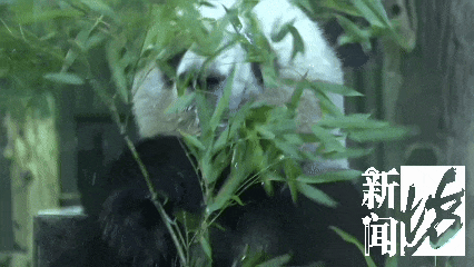“是我们上海小囡!”一大批粉丝专程来沪,今天“星光”10岁了! “是我们上海小囡!”一大批粉丝专程来沪,今天“星光”10岁了!