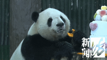 “是我们上海小囡!”一大批粉丝专程来沪,今天“星光”10岁了! “是我们上海小囡!”一大批粉丝专程来沪,今天“星光”10岁了!