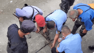 上海一小区人工湖惊现鳄鱼，个头还不小！多方配合终捕获 被套进布袋还在挣扎