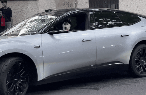 女子为吸引他人关注,将哈士奇狗单独放主驾后自动泊车,警方通报 女子为吸引他人关注,将哈士奇狗单独放主驾后自动泊车,警方通报