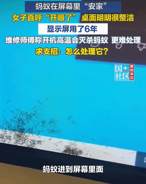 女子上班时一大团蚂蚁爬进电脑显示屏 网友：别在屏幕前吃东西