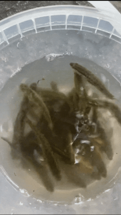 杭州男子抓到神秘生物,通体乌黑四处乱窜!有人靠它年入几十万,网友炸锅! 杭州男子抓到神秘生物,通体乌黑四处乱窜!有人靠它年入几十万,网友炸锅!