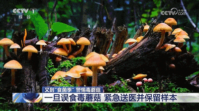 注意！雨后大量出现，南京多处也有，不能碰，不能吃！