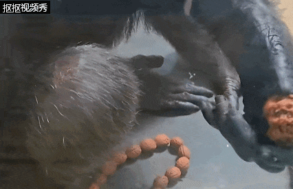 一黑猩猩"沉浸式盘串"，捻搓揉一气呵成！网友：离上班不远了
