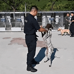 对！他们发“小狗”了……是谁又羡慕了？