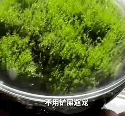 零成本、低门槛!年轻人开始养一种“新宠”,医生提醒 零成本、低门槛!年轻人开始养一种“新宠”,医生提醒
