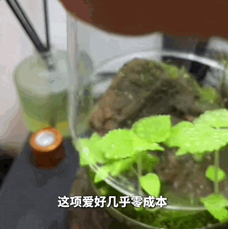 零成本、低门槛!年轻人开始养一种“新宠”,医生提醒 零成本、低门槛!年轻人开始养一种“新宠”,医生提醒