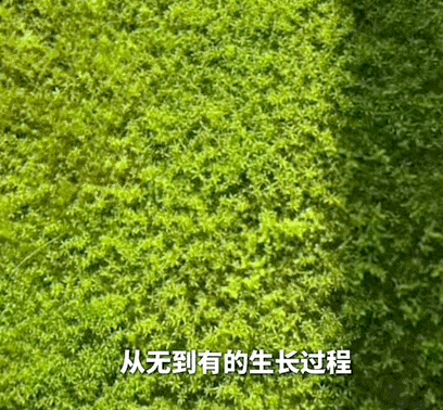 零成本、低门槛!年轻人开始养一种“新宠”,医生提醒 零成本、低门槛!年轻人开始养一种“新宠”,医生提醒