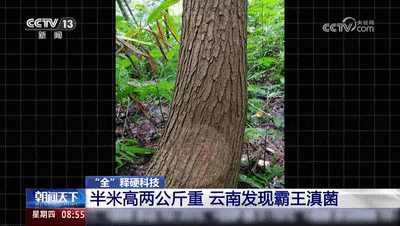 高半米,重2公斤!云南发现霸王滇菌 高半米,重2公斤!云南发现霸王滇菌