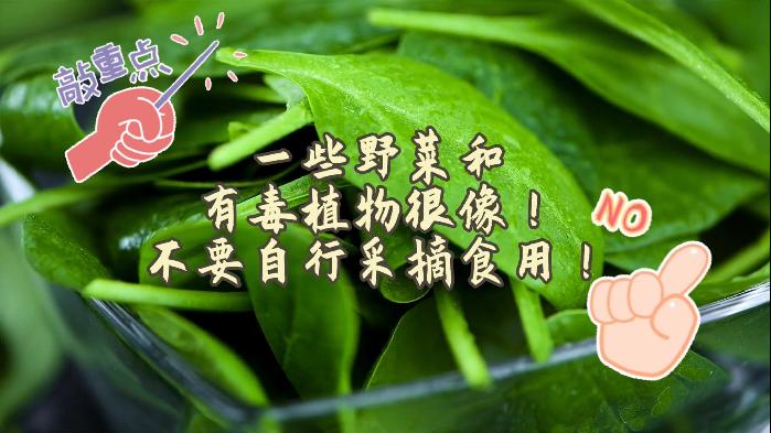 春分尝春天丨做一件感受春天的小事：吃春菜