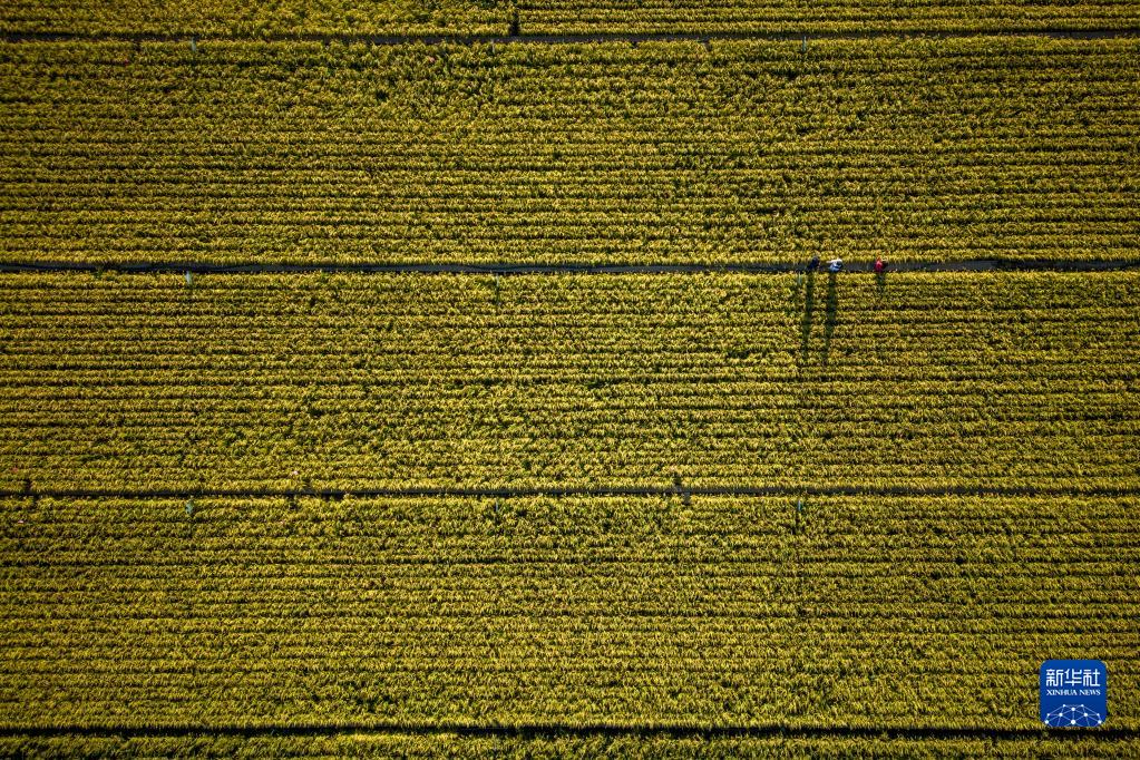 从松花江到辽河：生态发展新画卷