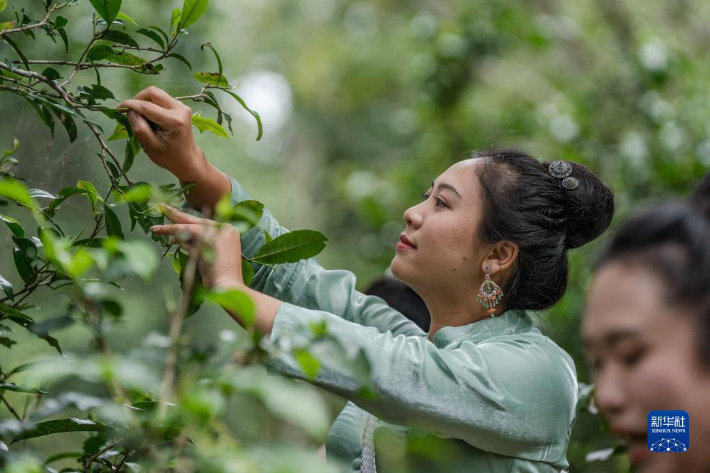 改革故事｜普洱景迈古茶山上的新生活