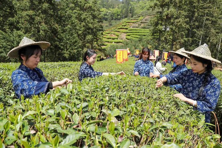 何以中国丨一茶兴百业 何以中国丨一茶兴百业