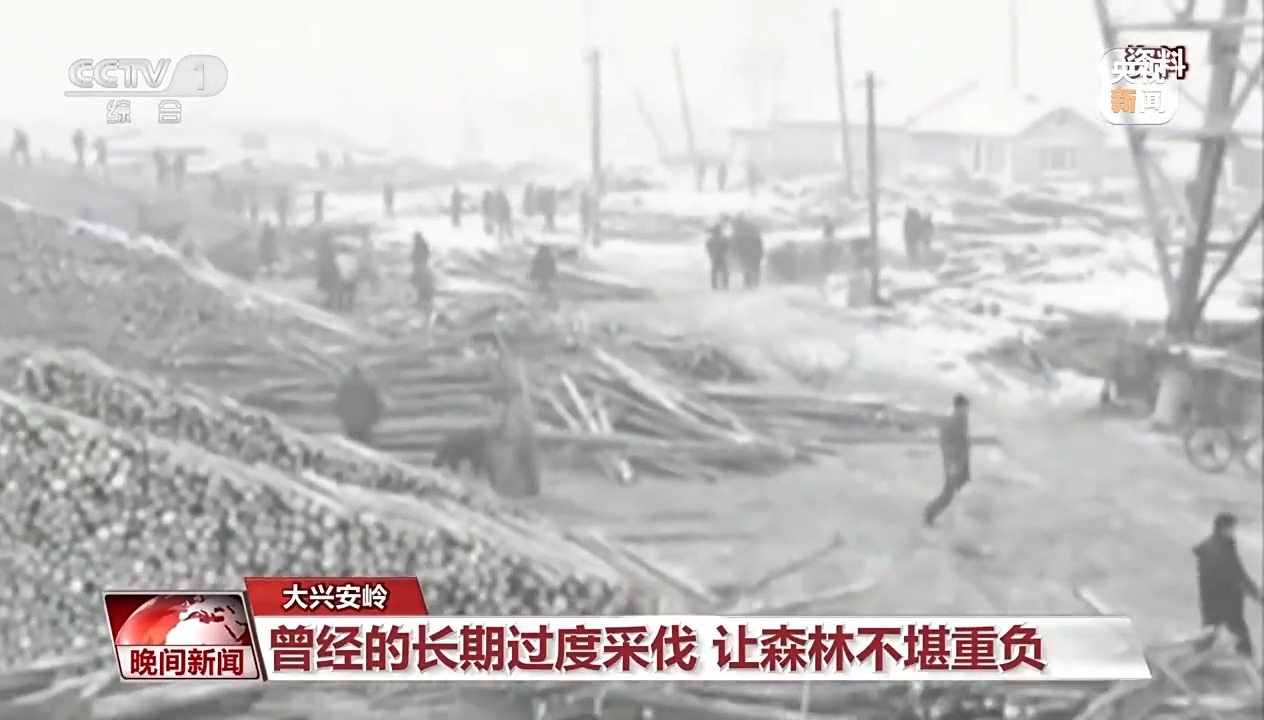 看见美丽中国丨停伐十年 看“绿色宝库”大兴安岭的转型路