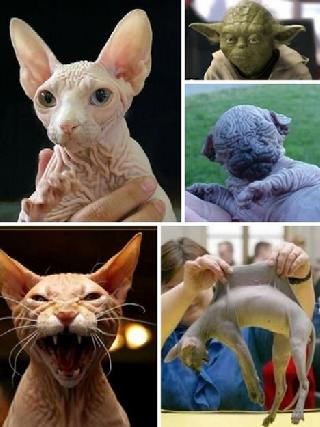 黑角安康鱼走红网络 盘点地球上十大长相恐怖生物