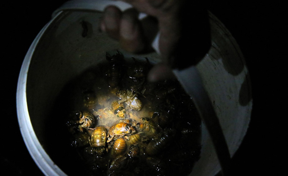 安徽知了猴价格不菲村民痴狂捕抓