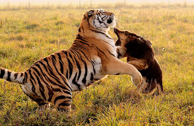 斯洛伐克保护区牧羊犬与老虎一家亲