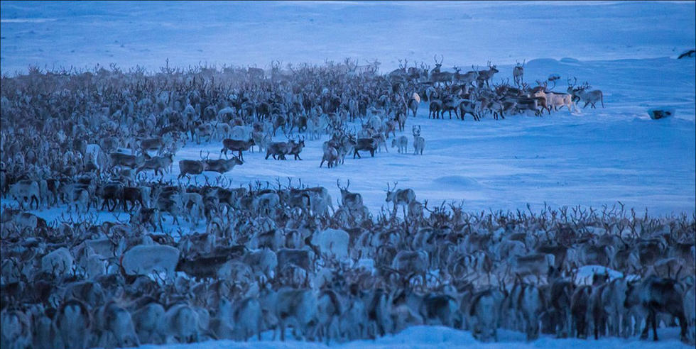 上千驯鹿穿越极地大迁徙 场面壮观