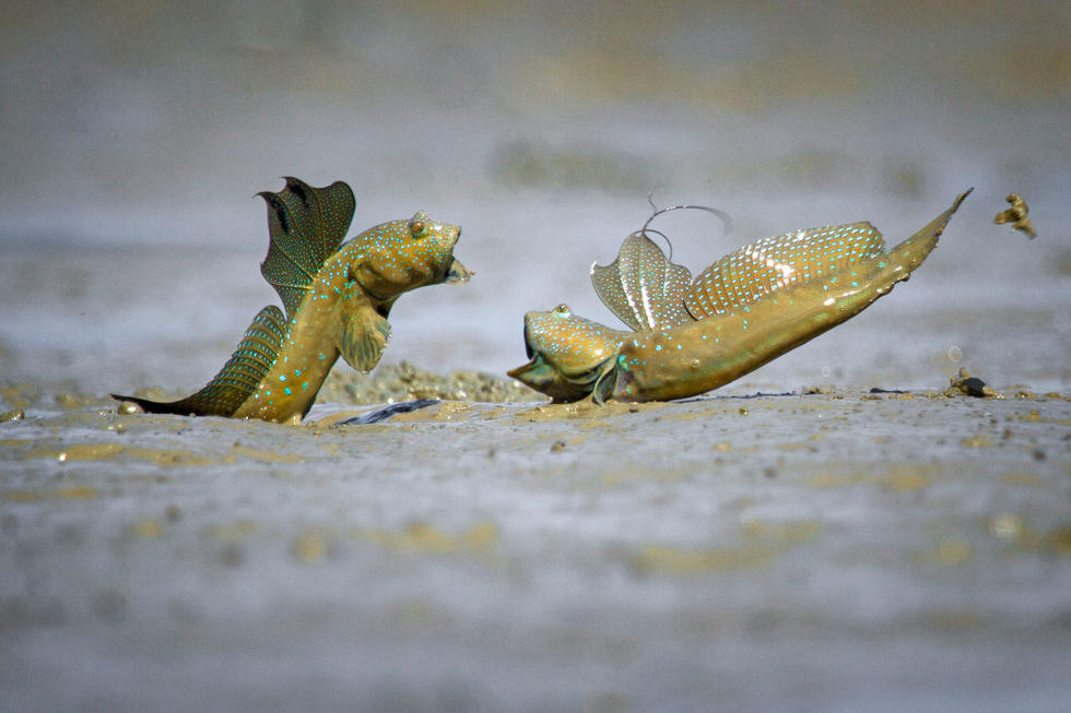 两只弹涂鱼争夺领土 大跳"霹雳舞"