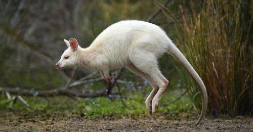 澳大利亚塔斯马尼亚州(tasmanian)一种罕见的白化病小袋鼠奇迹般