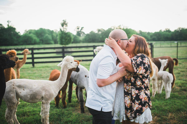呆萌小羊驼意外闯入这对情侣的求婚时刻