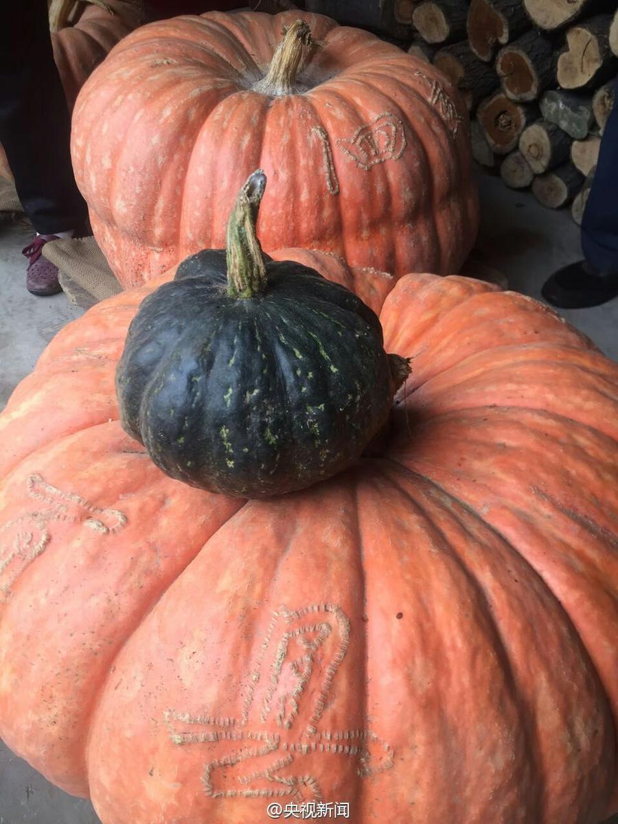 山西农民种出巨型南瓜 重达119斤直径2米多