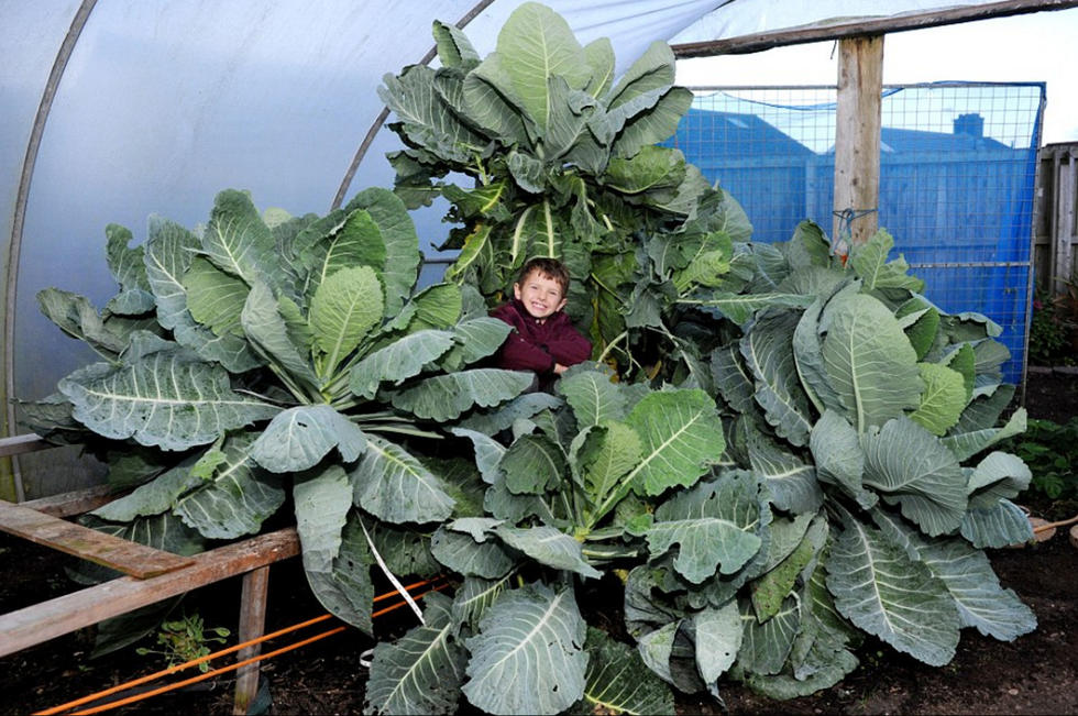 英国老人种出巨型蔬果 卷心菜直径9米南瓜能装一个人