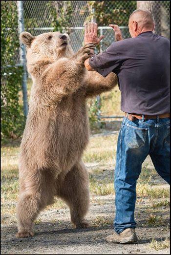 近3米高棕熊深情拥抱饲养员
