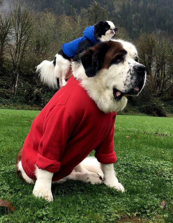 小汪星人喜欢骑大狗出行