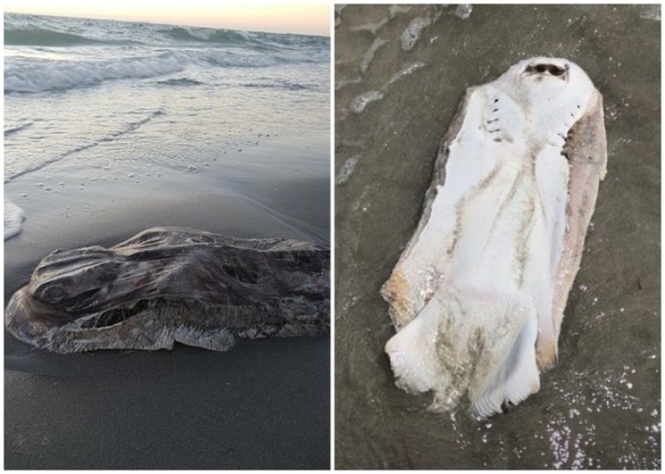 澳洲海滩现不明物体