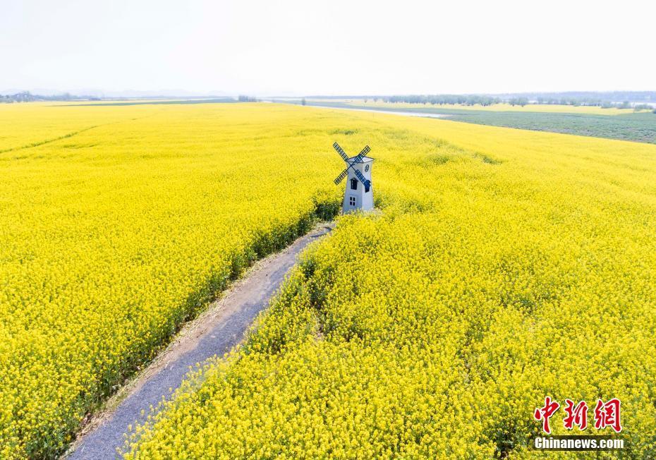 江西彭澤五萬畝油菜花絢麗綻放 春色如畫